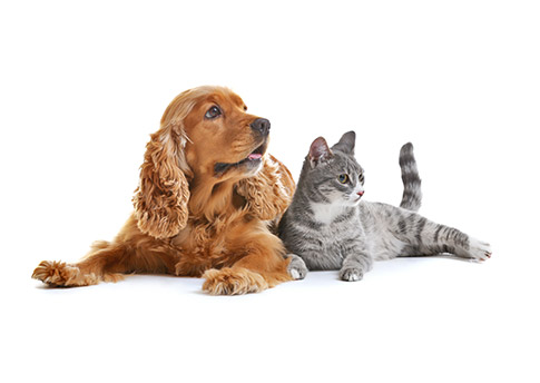 pet pet