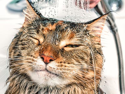 Banho e tosa Banho e tosa em cães e gatos
