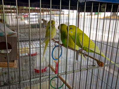 Produtos para aves Acessórios para aves