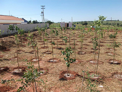 Árvores frutíferas Árvores frutíferas