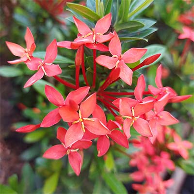 Mini Ixora Mini Ixora