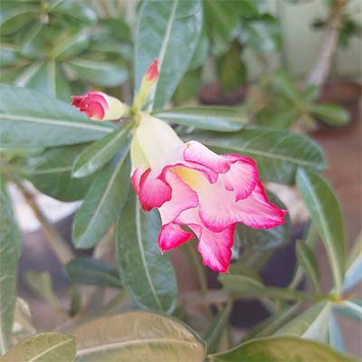 Rosa do Deserto Rosa do Deserto