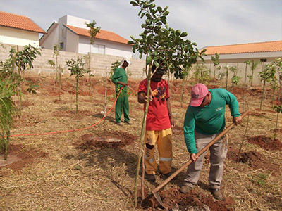 Mudas de árvores Mudas de árvores