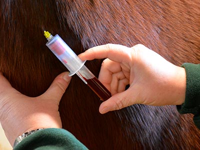 exame de anemia infecciosa em equinos exame-de-anemia-infecciosa-equinos