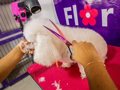 Tosa em cães Cão sendo tosado