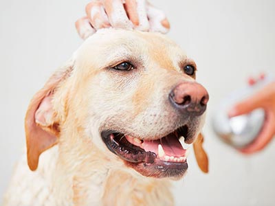 Banho de ozônio para cães Cão tomando banho