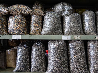 Sementes para aves Sementes para aves