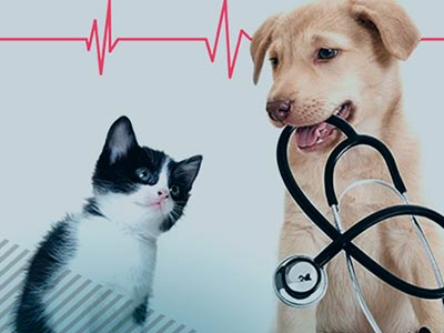 Eletrocardiograma veterinário Eletrocardiograma veterinário