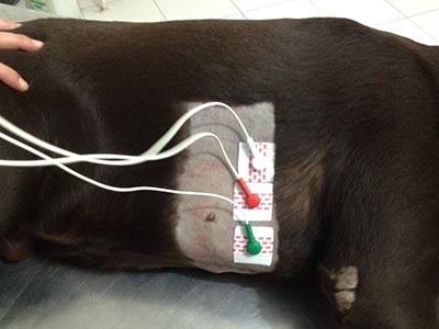 Holter veterinário Holter veterinário