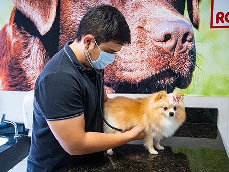 Atendimento veterinário