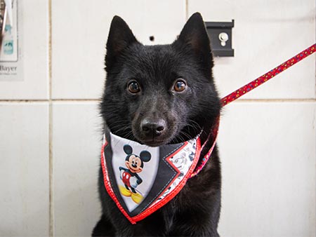 Cão depois do banho