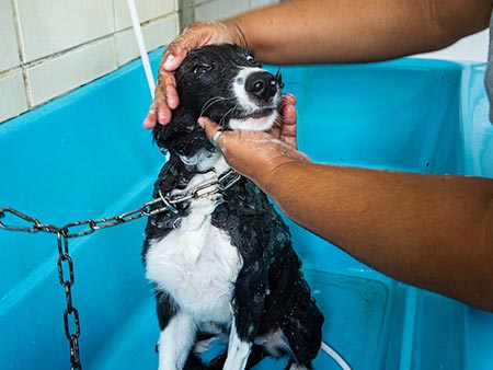 Cão tomando banho