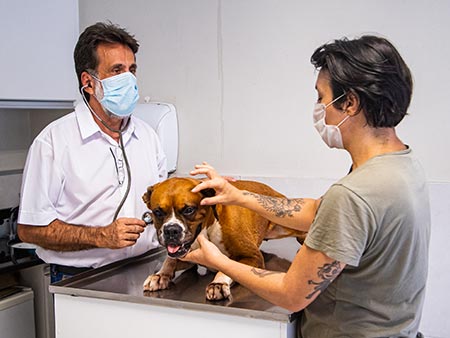 Acompanhamento veterinário