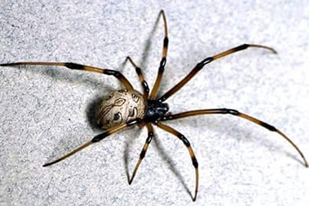 aranha aranha