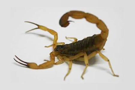 escorpião escorpião
