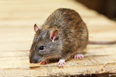 ratos ratos