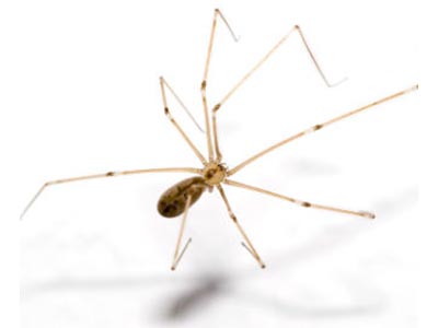 Aranhas de parede Aranhas de parede