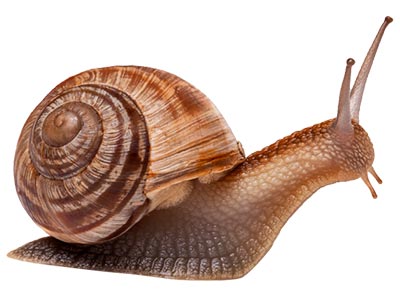 Caramujos Caramujos