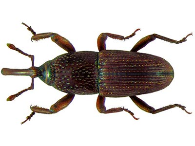 Caruncho Caruncho