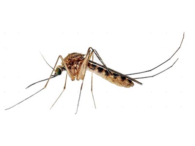 Mosquitos Mosquitos