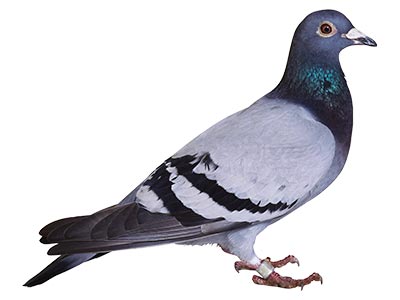 Pombos Pombos