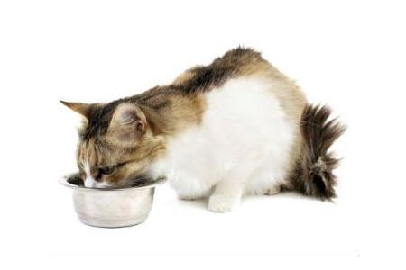 dieta para gatos dieta para gatos