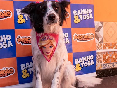 Banho em cão Banho em cão