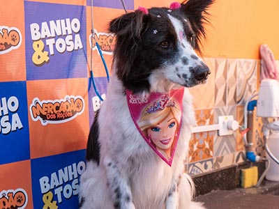 Banho em cães Banho em cães