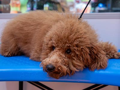 Banho em cão Banho em cão