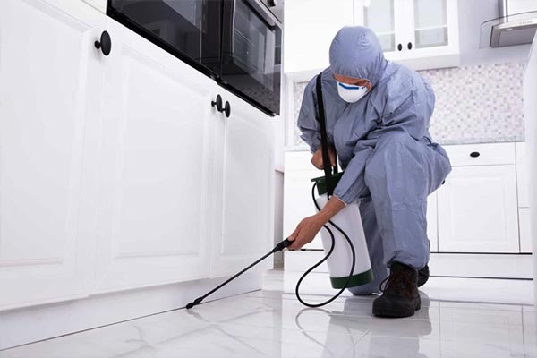 dedetização de área interna dedetização de área interna