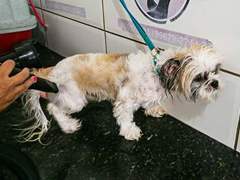 Cão tomando banho