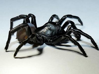 extermínio de aranhas aranha