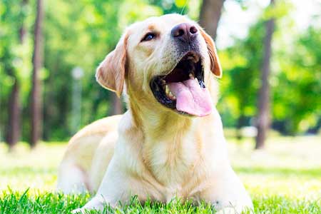 Piso para cães Piso para cães
