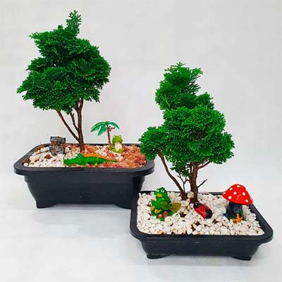 Bonsai Pinheiro Bonsai Pinheiro