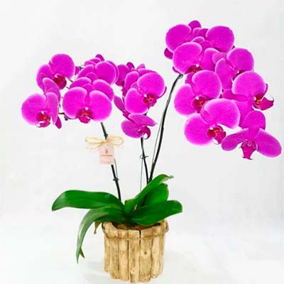 Orquídeas Orquídeas