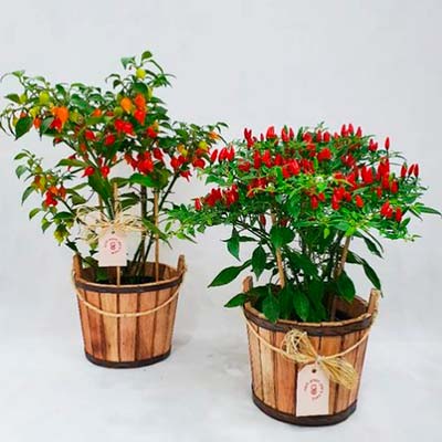 Pimenta Malagueta Pimenta Malagueta