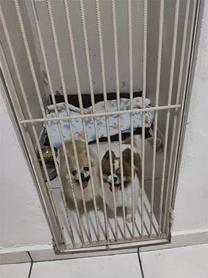hospedagem para pets hospedagem-para-pets