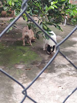 hotel para cães hotelzinho-para-cães