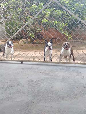 hotel para cães hotel-para-cães