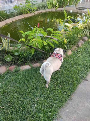 hotel para cães hotel-para-cães