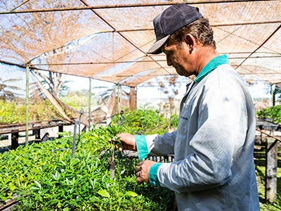 Produção de mudas Produção de mudas