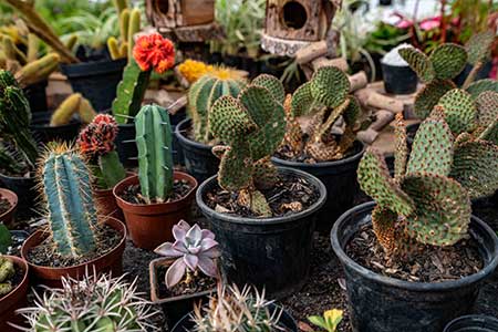cactos cactos