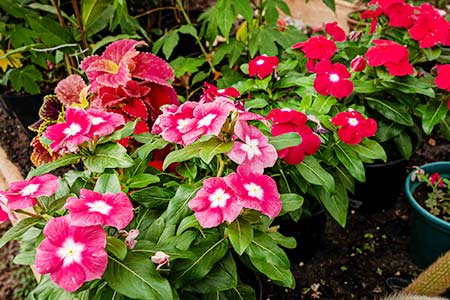 flores flores