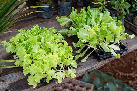 verduras verduras