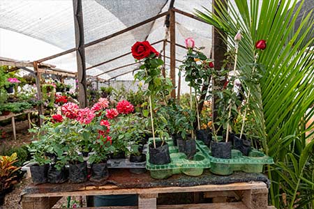viveiro de plantas viveiro de plantas