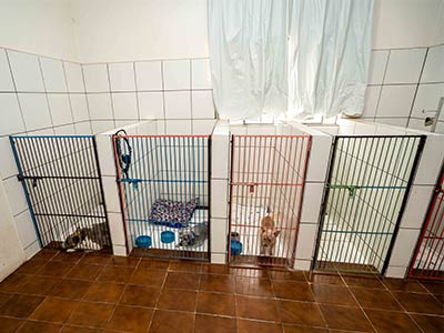 hospedagem para cães hospedagem para cães
