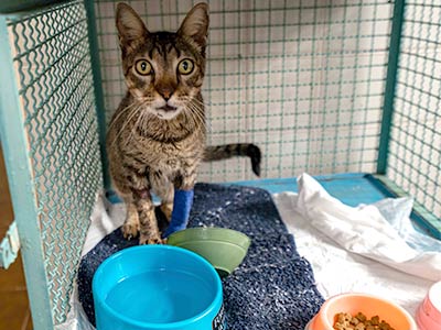 hospedagem para gatos hospedagem para gatos