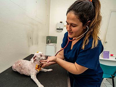 consulta veterinária consulta veterinária