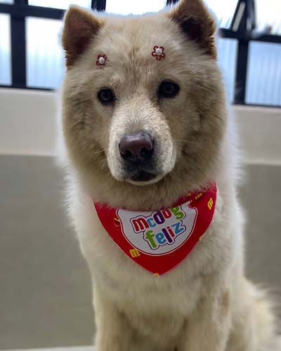 cão depois do banho cão depois do banho