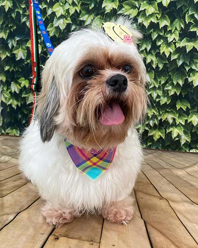 cãozinho de banho tomado cãozinho de banho tomado